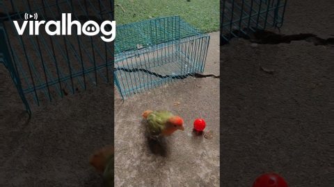 Escape Artist Parrot Just Wants His Ball || ViralHog
