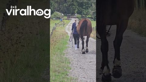 Horse Mimics Walk || ViralHog