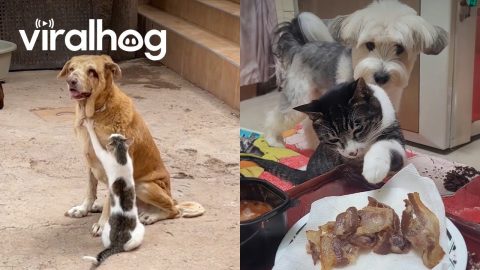 Cats and Dogs Working Together || ViralHog