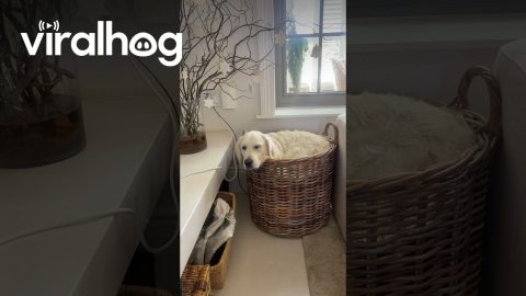 Golden Retriever Says "If I Fits, I Sits" || ViralHog
