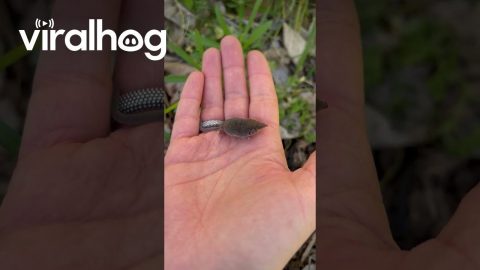 Taming The Tiny Shrew || ViralHog