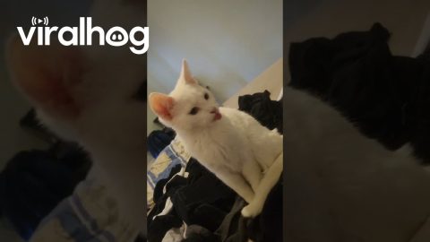 Cat Has A Malfunction || ViralHog