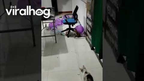 Playful Kittens Pop Balloons || ViralHog
