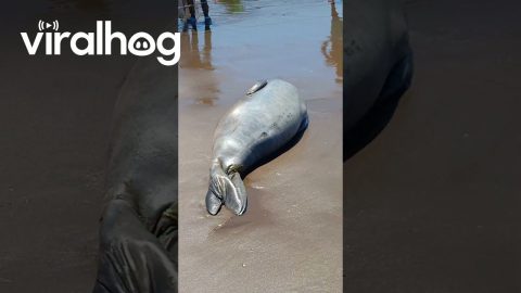 Seal Has A Spot On The Beach Reserved For Him || ViralHog