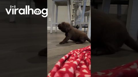 Chocolate Lab Puppy Finds His Voice || ViralHog