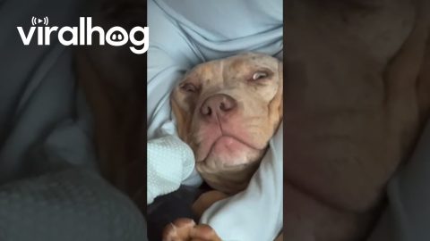 Baby Uses Dog's Head As a Chair || ViralHog