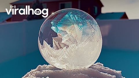 Frozen Soap Bubbles || ViralHog