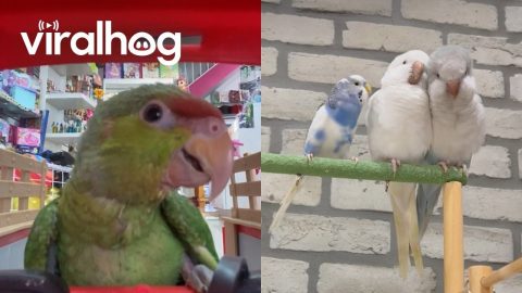 Do Birds Make Great Pets? || ViralHog