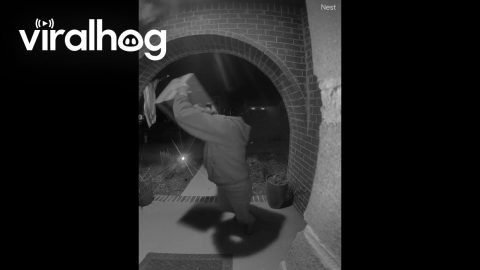 Porch Bird Panics Package Grabber || ViralHog