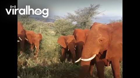 Elephant Herd Grazes Peacefully || ViralHog