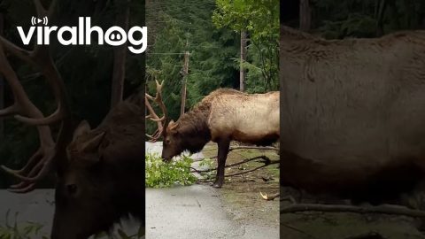 Elk Collects His Lunch || ViralHog