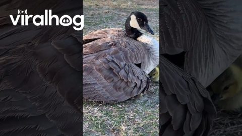 Goslings Keep Warm Under Mom's Wing || ViralHog