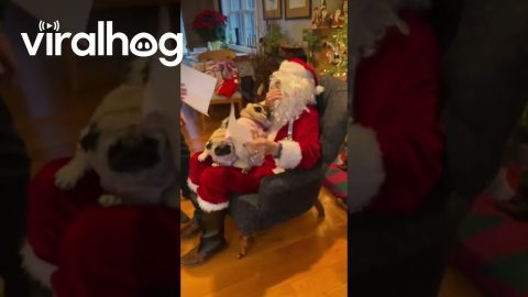 Puppies Meet Santa For The First Time || ViralHog