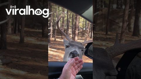 Friendly Mule Deer Buck Approaches Car || ViralHog