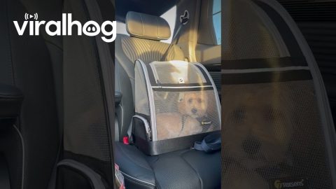 Pup Breaks Out of His Carrier || ViralHog