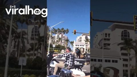 A Motorcycle Riding Dog || ViralHog