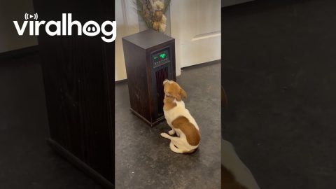 Chilly Pup Sits Up Against Heater || ViralHog