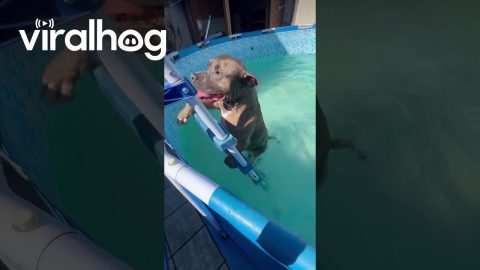 Doggo Dives In || ViralHog