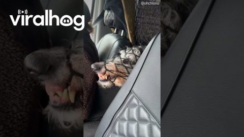 Doris the Deerhound Wants to Be in the Front Seat || ViralHog
