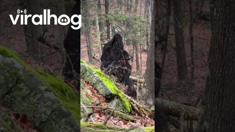 Root System Looks Like Bigfoot || ViralHog