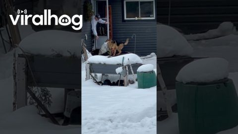 Colliding Dogs Explode Garbage Bag || ViralHog