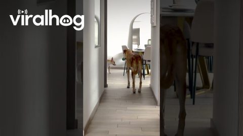 Dogs Play Statues || ViralHog