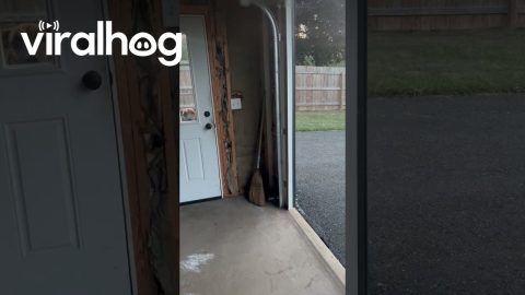 Great Dane Doesn't Understand Doors || ViralHog