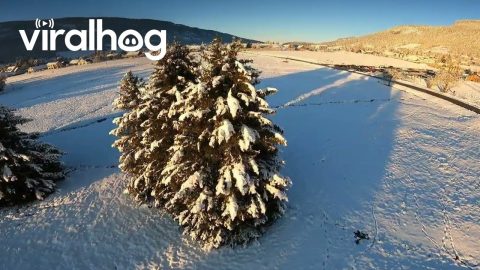 Paraglider Lands in Snowy Tree || ViralHog