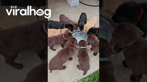 Labrador Puppies Learn to Lap Water || ViralHog