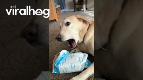 Dog Doesn't Want Help Opening Package || ViralHog