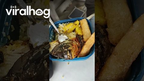 When Your Lunch Tries to Tell You Something || ViralHog