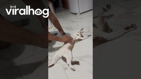 When Your Cat Dreams of Becoming an Actor || ViralHog