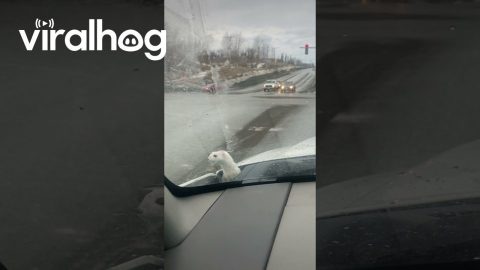 Cute Ermine Hitches a Ride || ViralHog