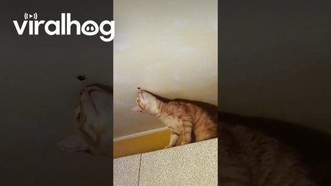 Cat Discovers Why Stink Bugs Are Called That || ViralHog