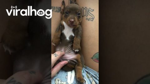 Petting A Sausage Puppy Tummy || ViralHog