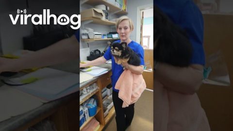 Chihuahua Lost In The Sauce At The Vet || ViralHog