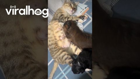 Puppies Find Somewhere To Eat || ViralHog
