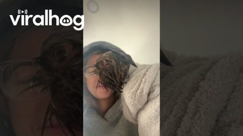 Mocha the Dog Looks Pitiful Soaking Wet || ViralHog