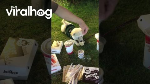 Doggo Enjoys A Pup Cup || ViralHog