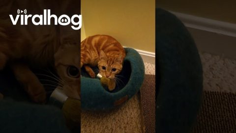 Cat Has Makeup To Do Too || ViralHog
