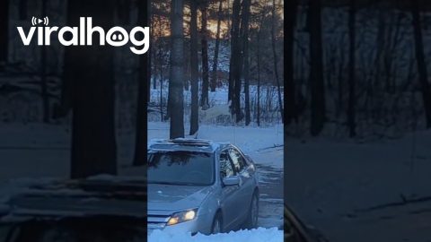 Herd Of Albino Deer || ViralHog