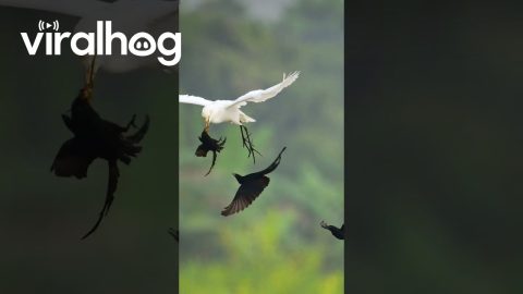 Birds Gang Up On Bigger Bird || ViralHog