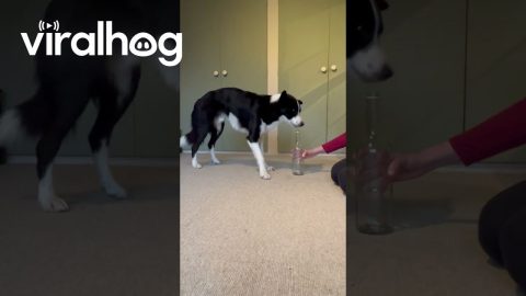 Simba The Dog Practices For His World Record || ViralHog