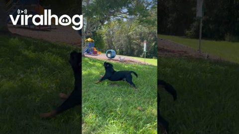 Dog Plays With Divebombing Bird || ViralHog