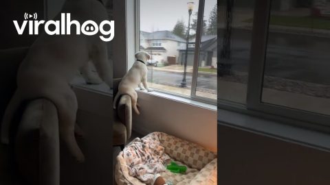 Lab Puppy Perches On Armchair In Window || ViralHog