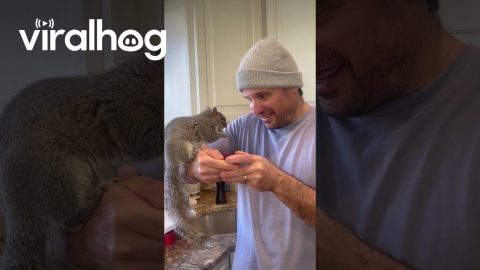 Husband Shares Snacks With Squirrel || ViralHog