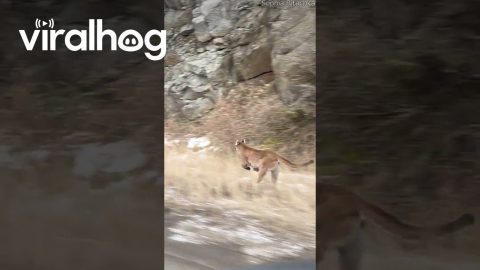 Mountain Lion Spotted Sprinting Along Highway || ViralHog