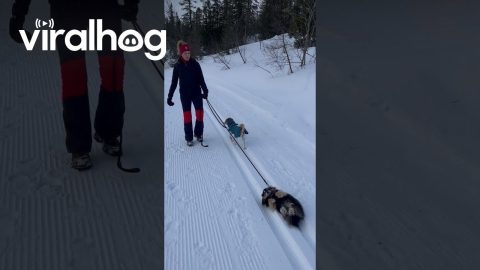 Dog Doesn't Want To Walk || ViralHog