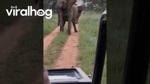 Safari Drive Encounters Unhappy Elephants || ViralHog