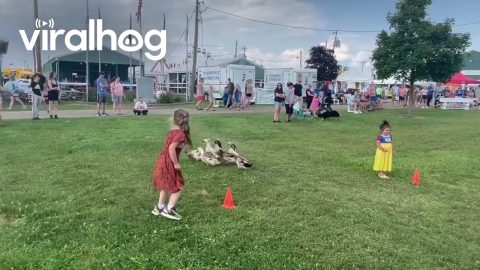 Border Collie Expertly Herds Ducks || ViralHog